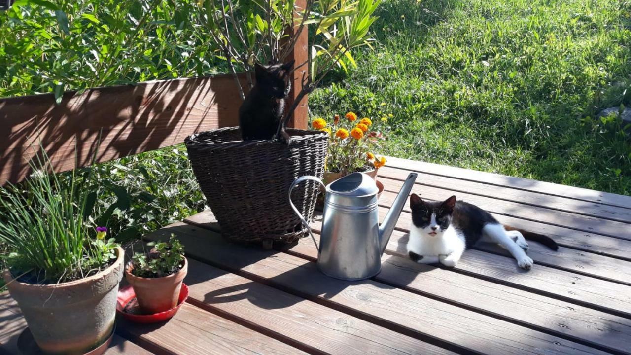 U Mushera Vrchlabi Bagian luar foto